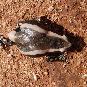 Banded Rubber Frog namibia