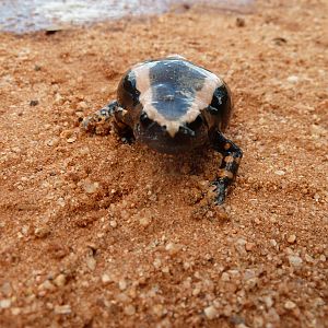 Banded Rubber Frog namibia