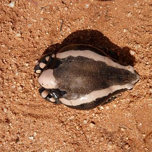 Banded Rubber Frog namibia