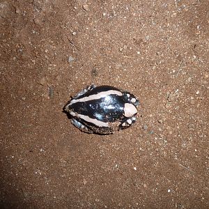 Banded Rubber Frog namibia