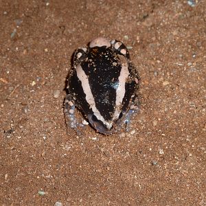 Banded Rubber Frog namibia