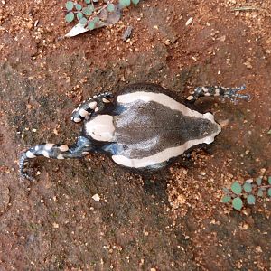 Banded Rubber Frog namibia