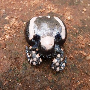 Banded Rubber Frog namibia