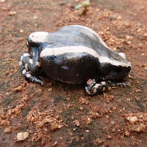 Banded Rubber Frog namibia