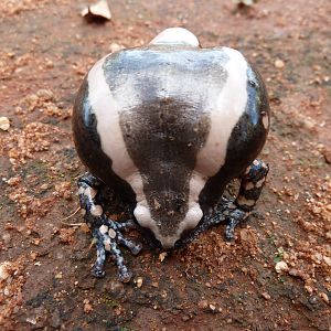 Banded Rubber Frog namibia