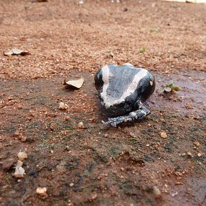 Banded Rubber Frog namibia