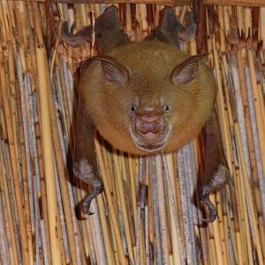 Bat Namibia