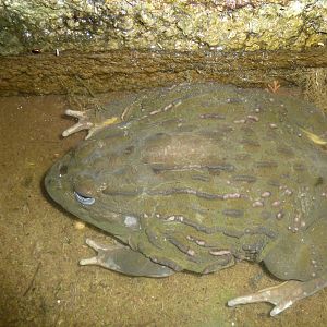 Bullfrog Namibia