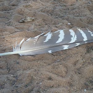 Kori Bustard Feather