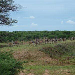 Cape Elands Namibia