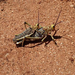 Cricket Namibia