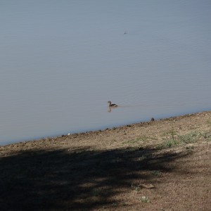 Duck Namibia