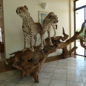 Cheetah Taxidermy