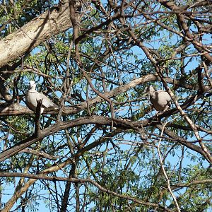 Hunting Dove