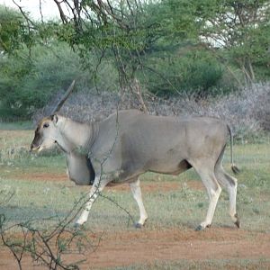 Cape Eland Bull Namibia