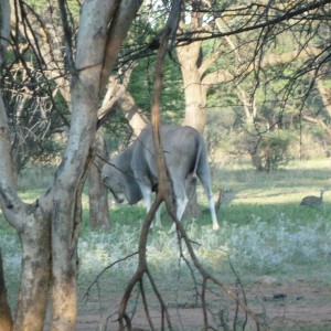 Cape Eland Bull Namibia