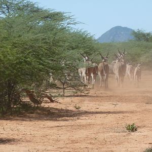 Cape Eland Namibia