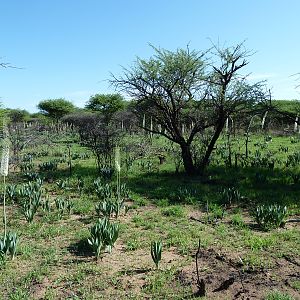 Flowers Namibia