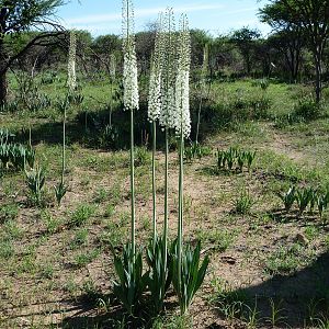 Flowers Namibia