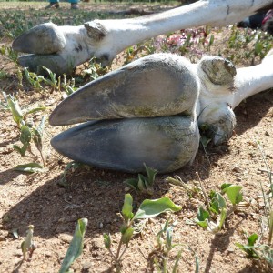 Gemsbok Hoof