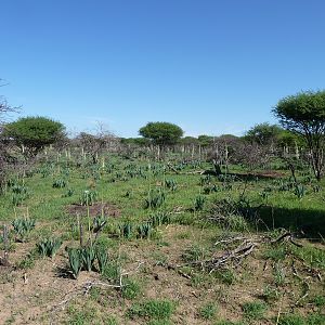 Flowers Namibia