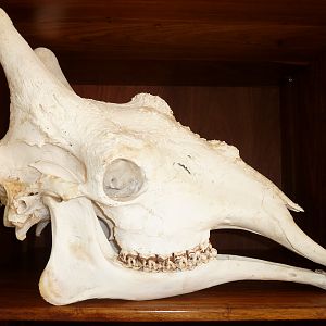 Giraffe Skull