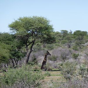 Giraffe Namibia