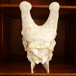 Giraffe Skull