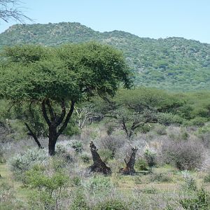 Giraffe Namibia