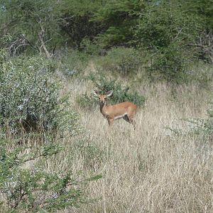 Steenbok in Namibia