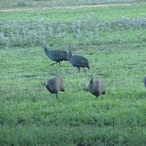 Guineafowls Namibia