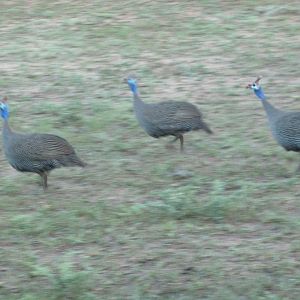 Guineafowls Namibia