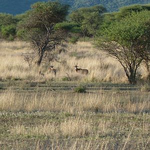 Blesbok Namibia