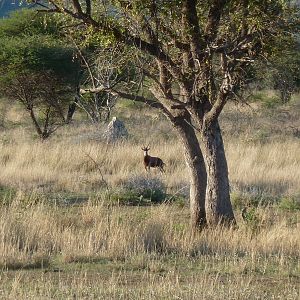 Blesbok Namibia