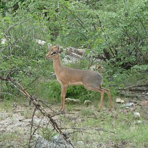 Damara Dik-Dik in Namibia