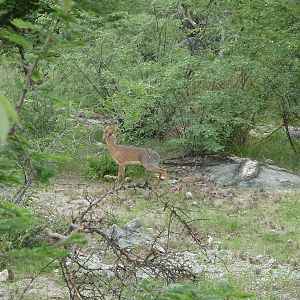 Damara Dik-Dik in Namibia