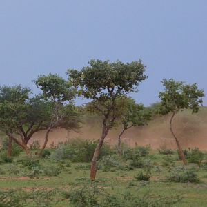 Cape Eland Namibia