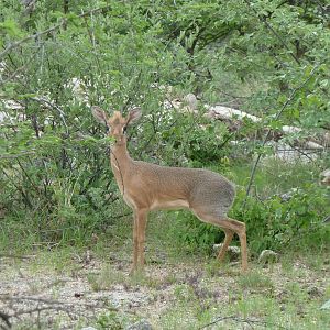 Damara Dik-Dik in Namibia