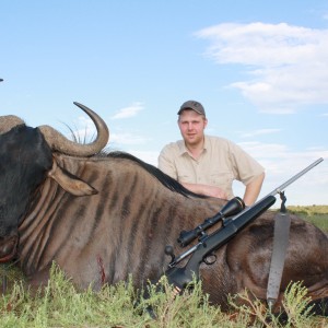 Blue Wildebeest, South Africa