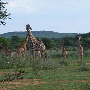 Giraffe Namibia