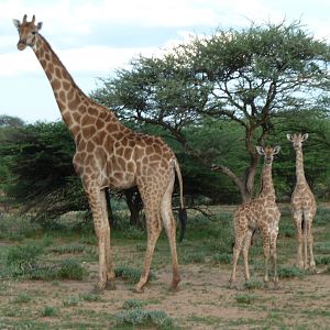 Giraffe Namibia