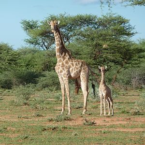 Giraffe Namibia