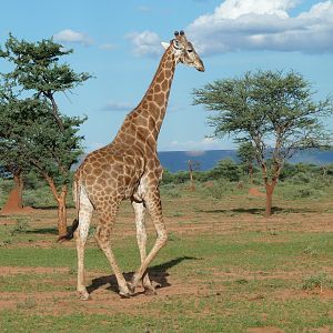 Giraffe Namibia