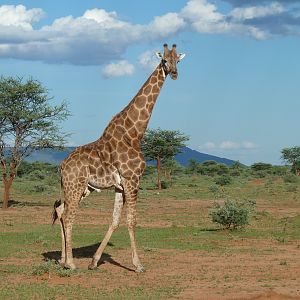 Giraffe Namibia