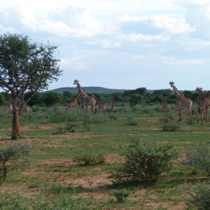 Giraffe Namibia