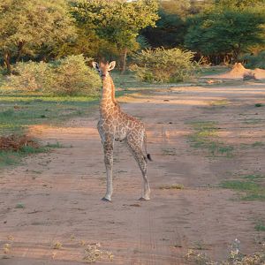 Giraffe Namibia