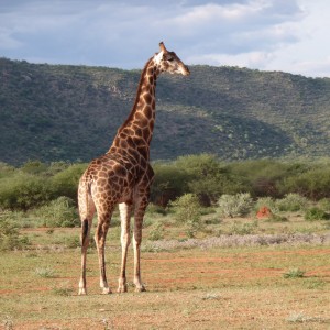 Giraffe Namibia