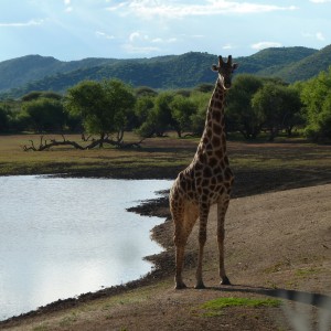 Giraffe Namibia