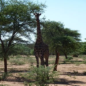 30 Year Old Giraffe Bull Namibia