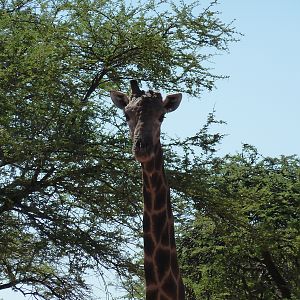 30 Year Old Giraffe Bull Namibia